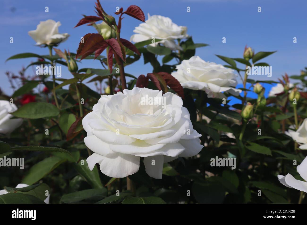 White Rose Caption in Nagaoka, Japan Stockfoto