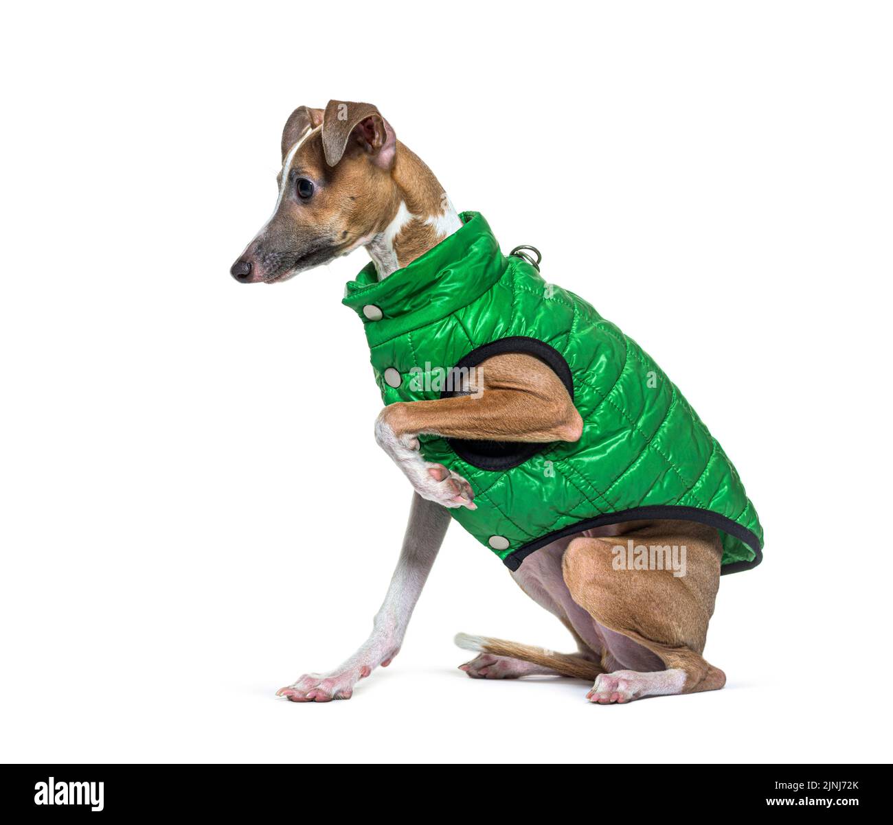 Italienischer Greyhound trägt einen grünen Mantel, isoliert auf weiß Stockfoto