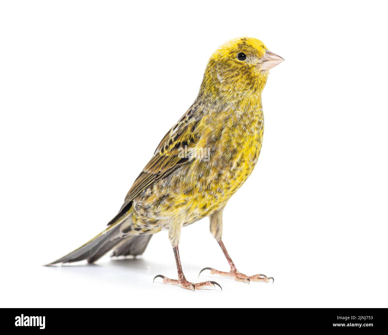 Canary Standing - Lizzard Mutation - isoliert auf weiß Stockfoto