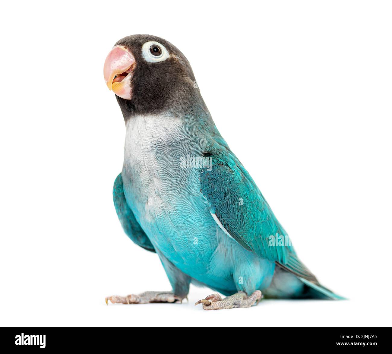 Schwarzer Geckter Lovebird – Agapornis Nigrigenis – Blaue Mutation Stockfoto