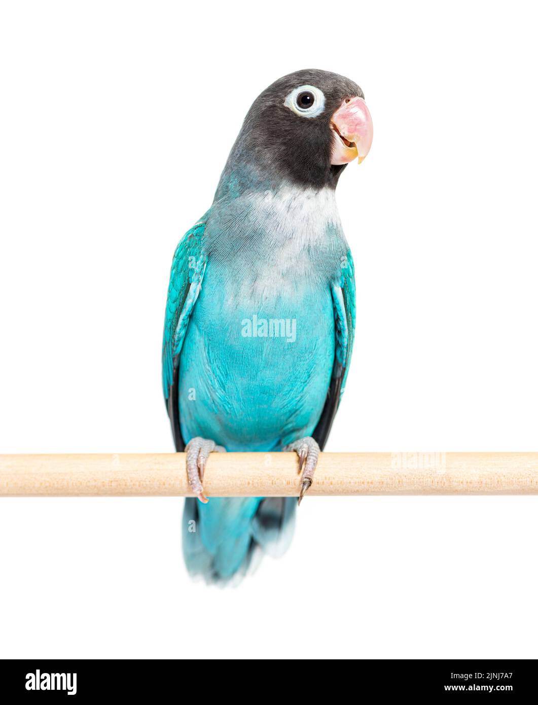 Schwarzer Geckter Lovebird auf einem Holzbarsch – Agapornis Nigrigenis – Blaue Mutation Stockfoto