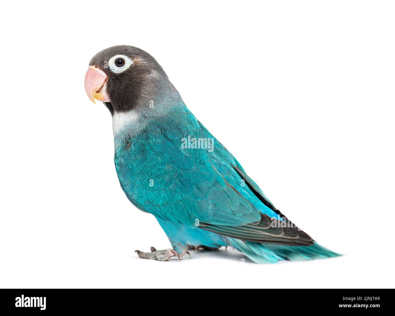 Schwarzer Geckter Lovebird – Agapornis Nigrigenis – Blaue Mutation Stockfoto