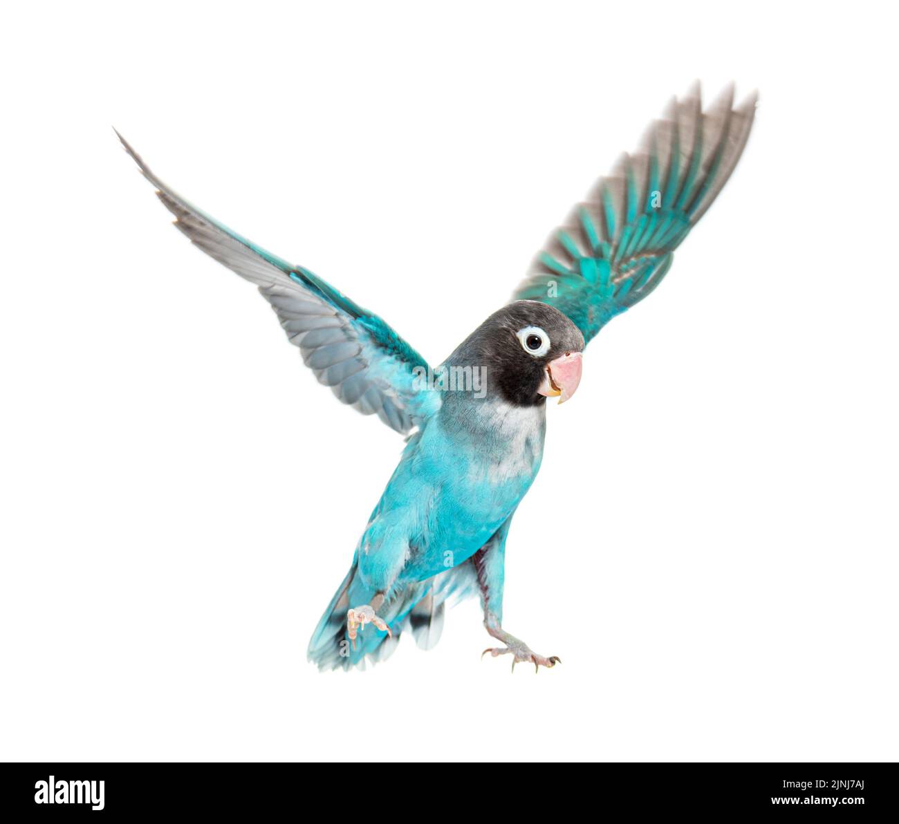 Schwarze, gefleckte Lovebird-Flügel verbreiten sich – Agapornis Nigrigenis – Blaue Mutation, isoliert auf Weiß Stockfoto
