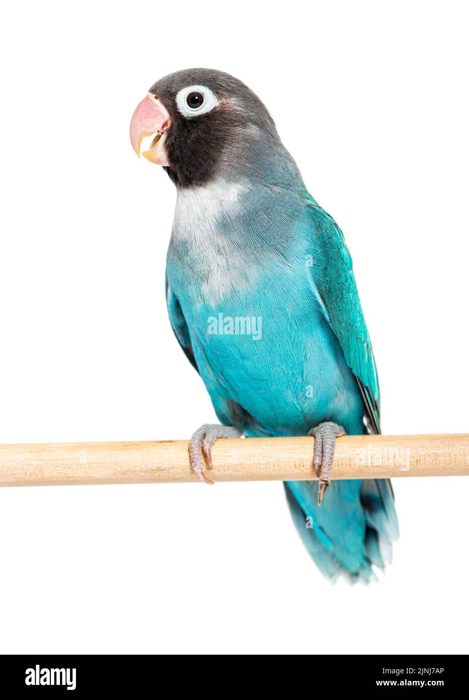 Schwarzer Geckter Lovebird auf einem Holzbarsch, blaue Mutation, isoliert auf Weiß Stockfoto