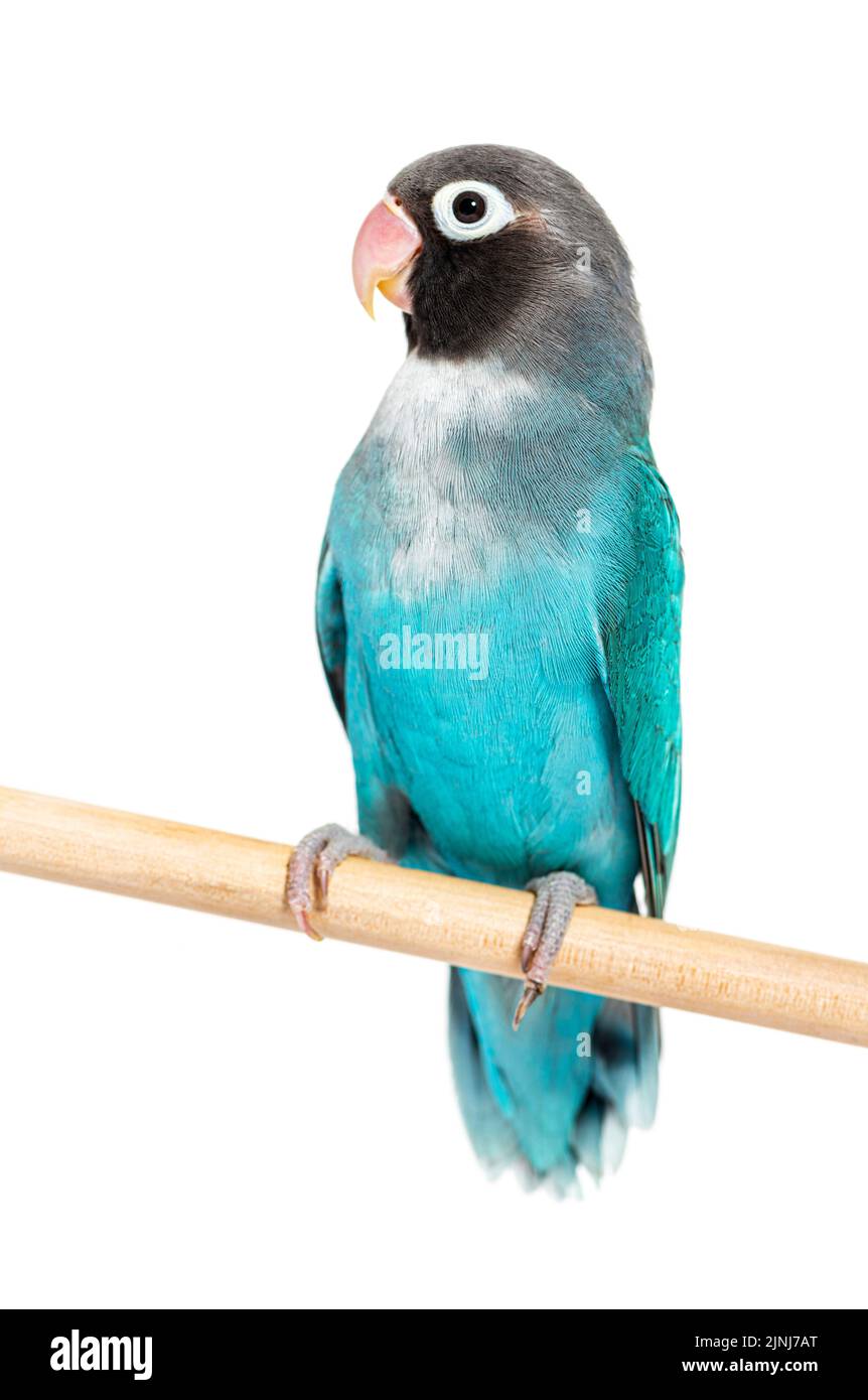 Schwarzer Geckter Lovebird auf einem Holzbarsch, blaue Mutation, isoliert auf Weiß Stockfoto