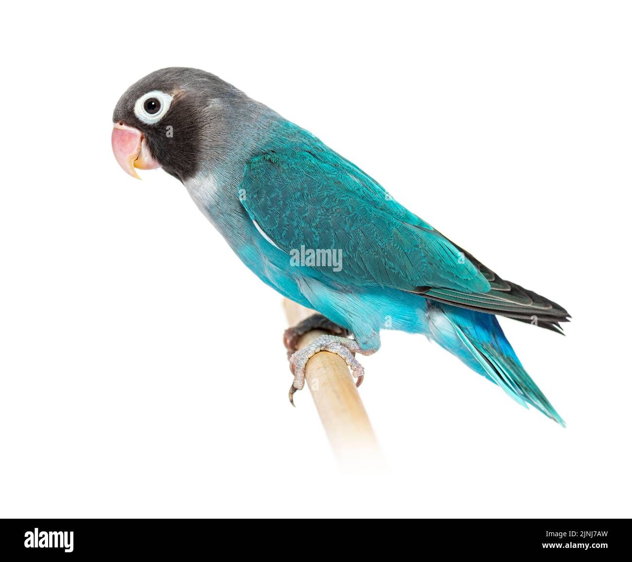 Schwarzer Geckter Lovebird, der auf einem Holzstock thront – Agapornis Nigrigenis – Blaue Mutation Stockfoto