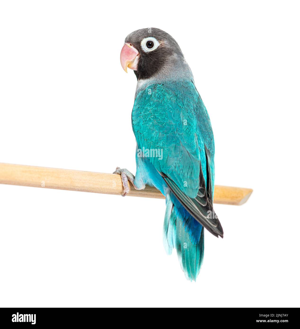 Schwarzer Geckter Lovebird, der auf einem Holzstock thront – Agapornis Nigrigenis – Blaue Mutation Stockfoto