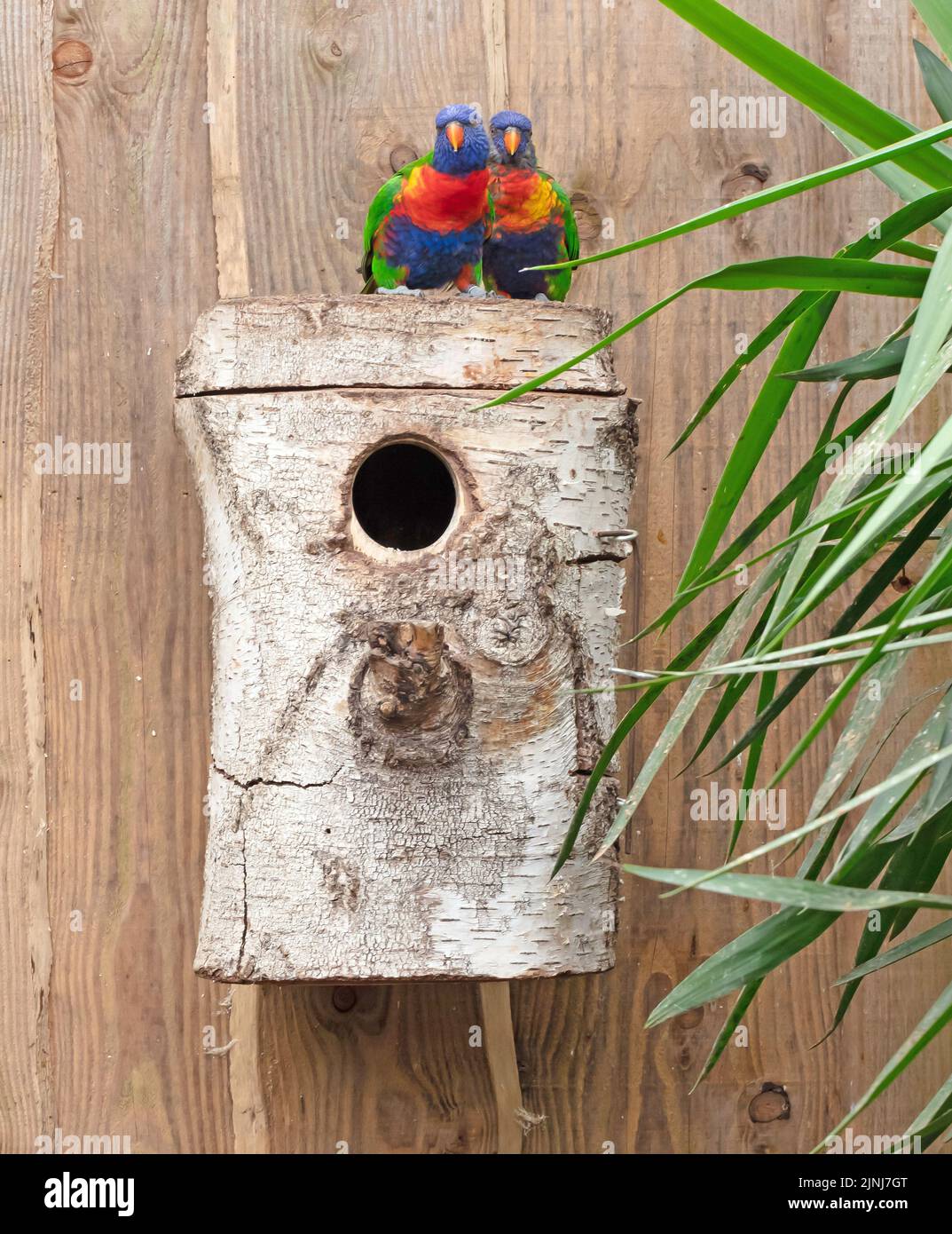 Bunte Rainbow Lorikeet Papageien, Paar sitzt auf einem Vogelhaus Stockfoto