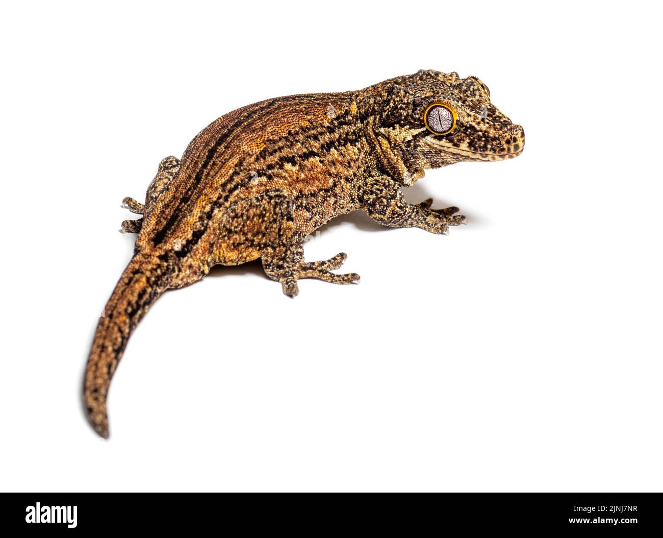 Rückansicht Neukaledonien holpriger Gecko, Rhacodactylus auriculatus Stockfoto