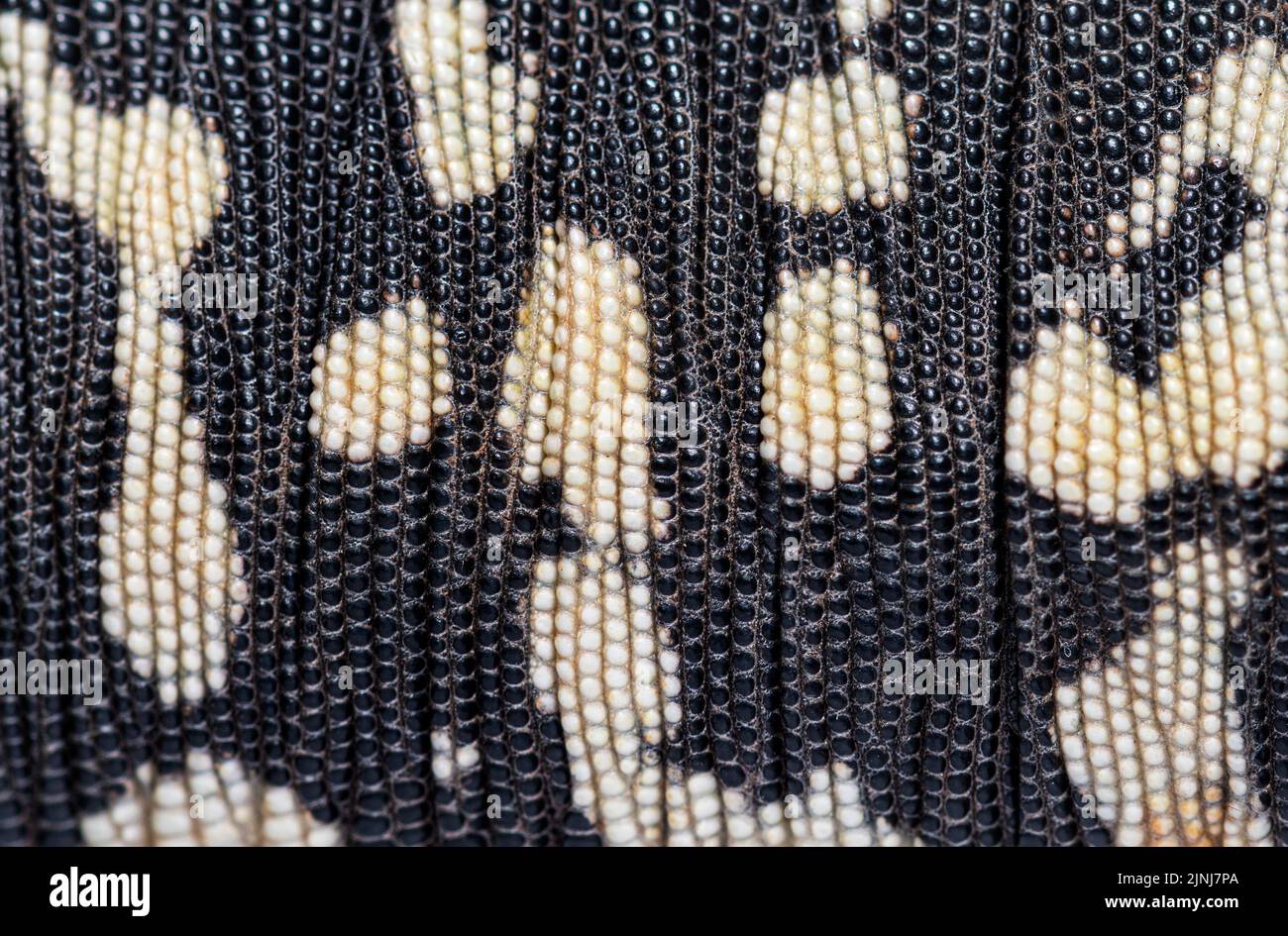 Details, Makro der Schuppen des argentinischen schwarzen und weißen Tegu, Salvator merianae, Stockfoto