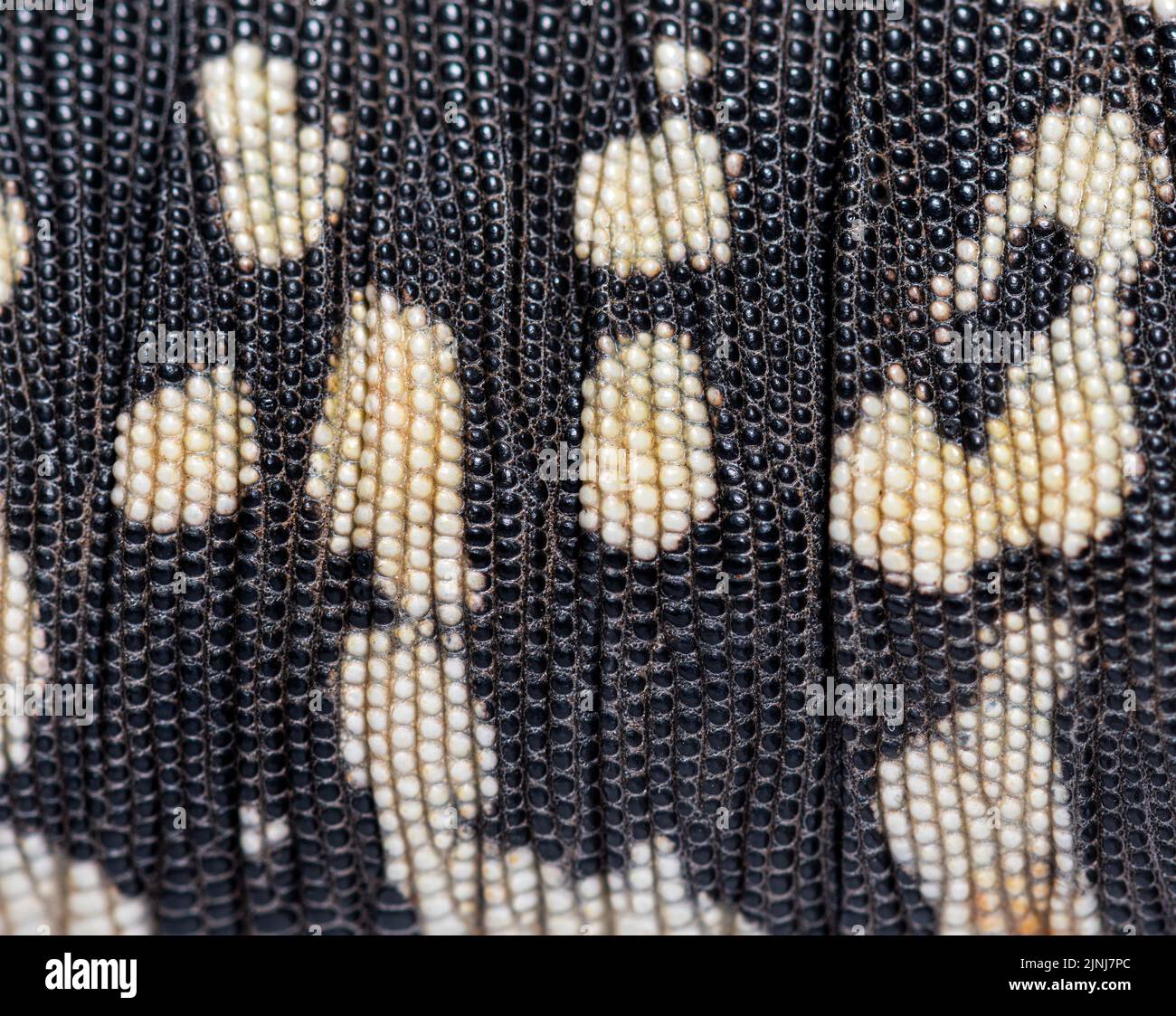 Details, Makro der Schuppen des argentinischen schwarzen und weißen Tegu, Salvator merianae, Stockfoto