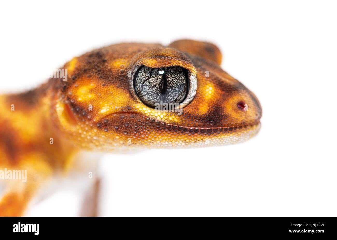 Kopfaufnahme, Nahaufnahme eines dreilinigen, auf Weiß isolierten Geckokopfes mit Knauf-Schwanz, Nephrurus levis pilbarensis Stockfoto