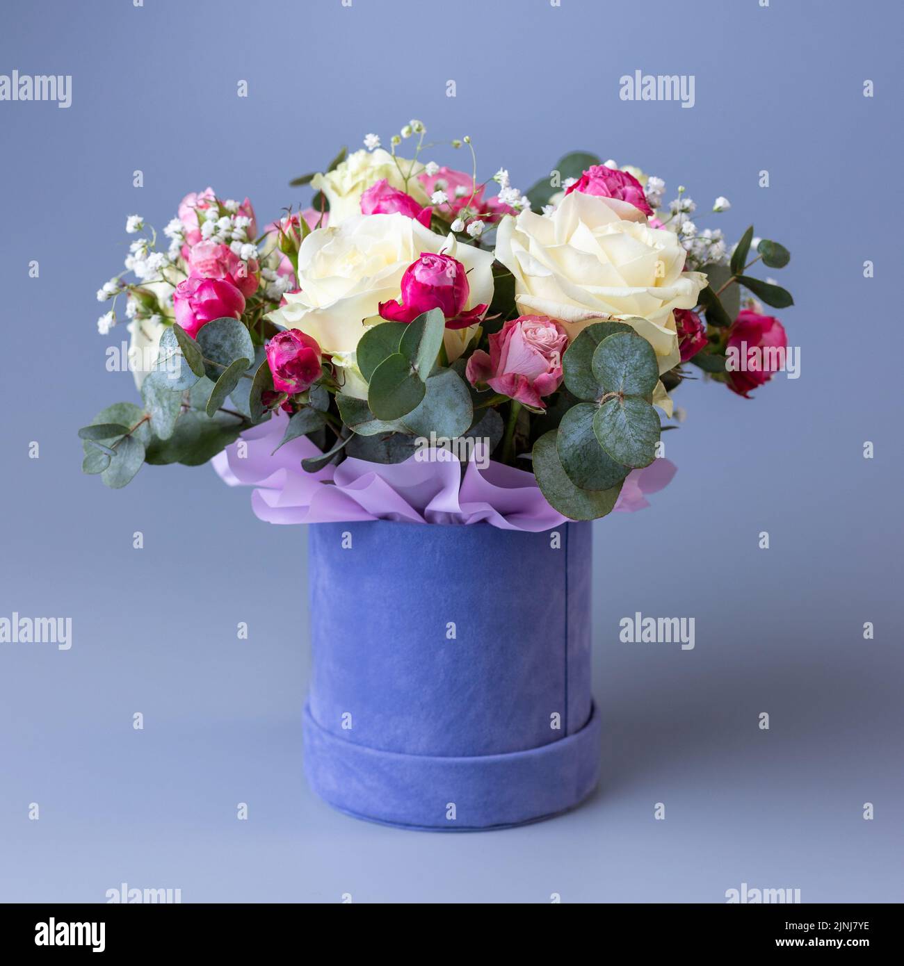 Zartes Weihnachtsstrauß in einer blauen runden Geschenkbox mit Velours auf blauem Hintergrund. Bouquet mit beigen und rosa Rosen, weißen Gypsophila und Eukalyptuszweigen Stockfoto