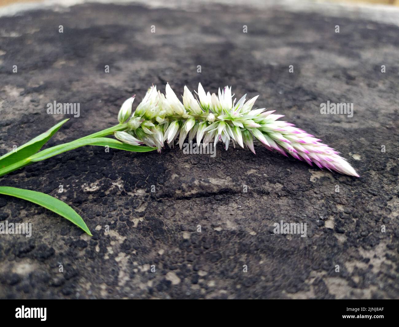 Mehrfarbige Blume auf den Boden gelegt Stockfoto