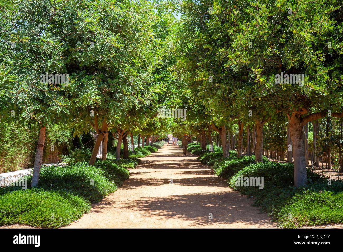Baumreihe auf dem Pfad in Babylonstoren in Simondium, Westkap, Südafrika Stockfoto