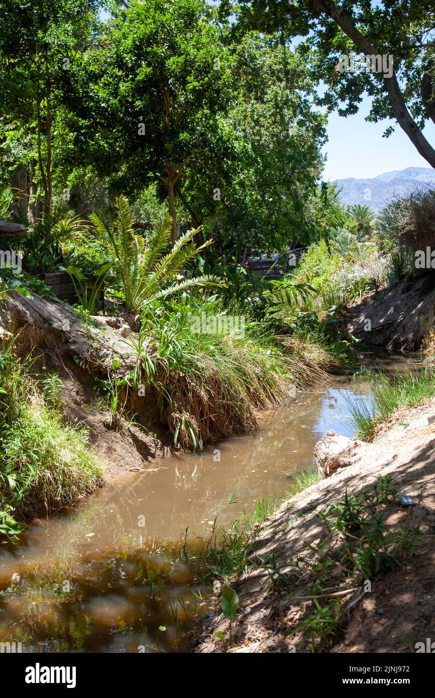 Cycad Collection Area mit Wasserfeatures im Babylonstoren Garden in Simondium in Western Cape, Südafrika Stockfoto