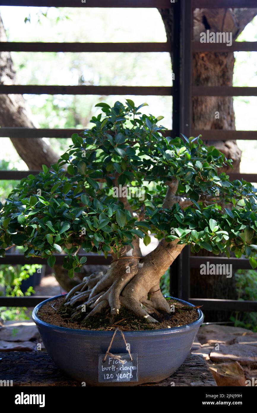 Ficus Burtt Dayvi Bonsai im Babylonstoren-Garten bei Simondium in Westkap, Südafrika Stockfoto