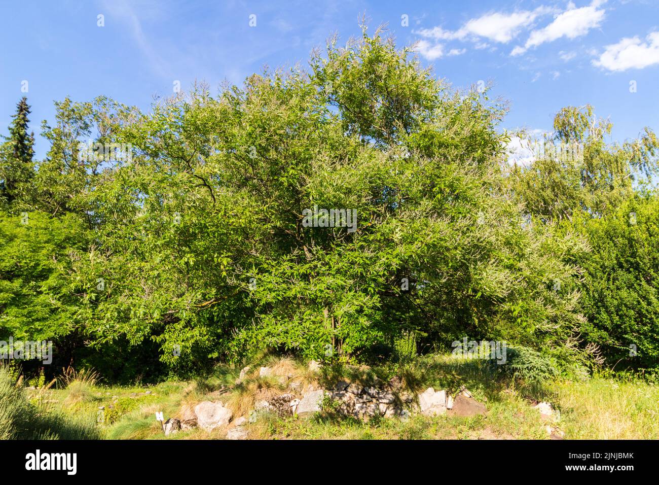 Blühender chinesischer keuscher Baum (Vitex negundo) im Sommer im Botanischen Garten der Universität von Sopron, Ungarn Stockfoto