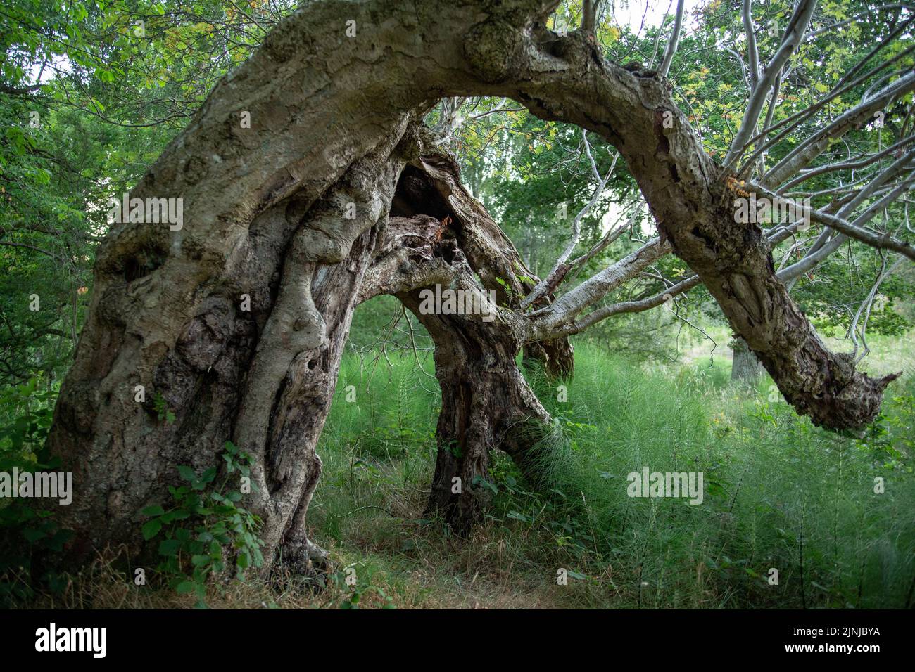 Der Portalbaum, eine alte und verwinkelten Eberesche, deren gebogener Körper ein Tor zu einem anderen Reich bildet. Shortlist für Baum des Jahres, 2022. Stockfoto