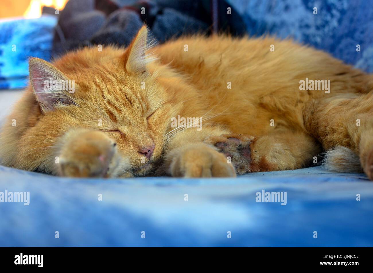 Rot schmutzig flauschig Straße Katze liegt schlafen. Stockfoto