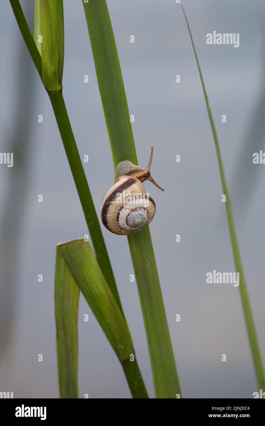 Schnecke auf einem Pflanzenstiel Stockfoto