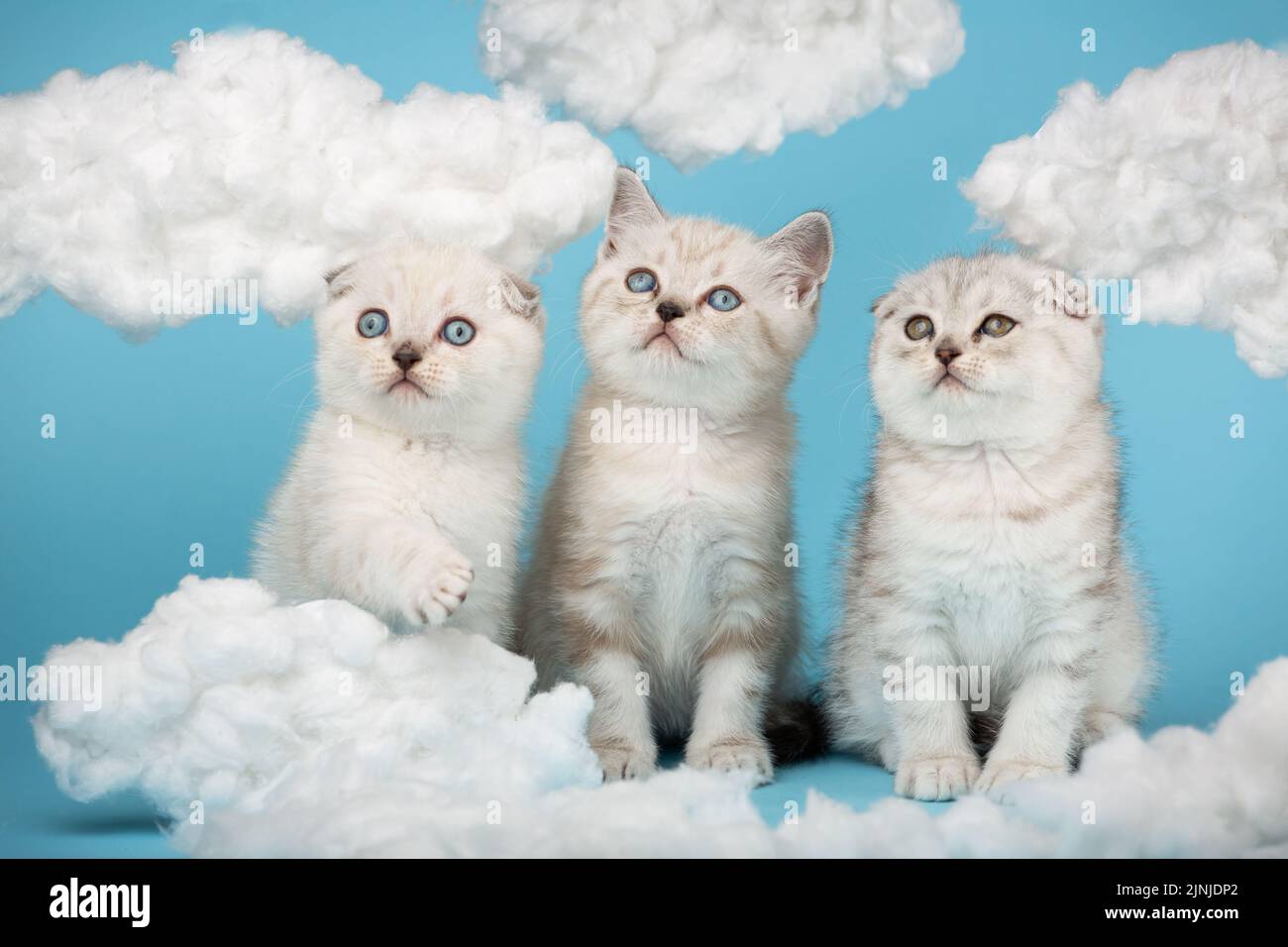 Schottisch-hellgrau gestreifte Kätzchen hoben ihre Köpfe hoch und schauten mit weißen, flauschigen Wolken gegen den Himmel. Porträt von reinrassigen Katzen. Fotosammlung Stockfoto