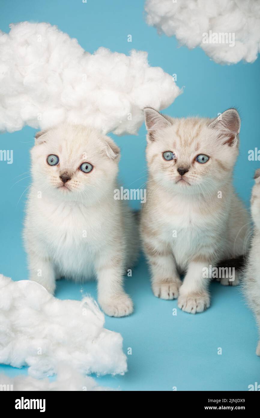 Zwei kleine schottische Katzen in Creme- und Milchfarbe mit blauen Augen auf blauem Hintergrund und blicken weg auf das, was sie ablenkt. Kätzchen mit verschiedenen Ohrpositionen Stockfoto