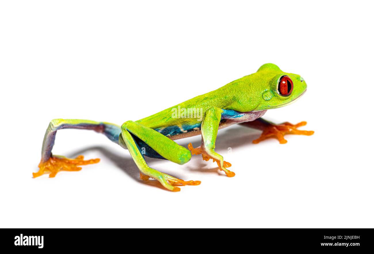 Der rotäugige Baumfrosch, der weggeht, Agalychnis callidryas Stockfoto