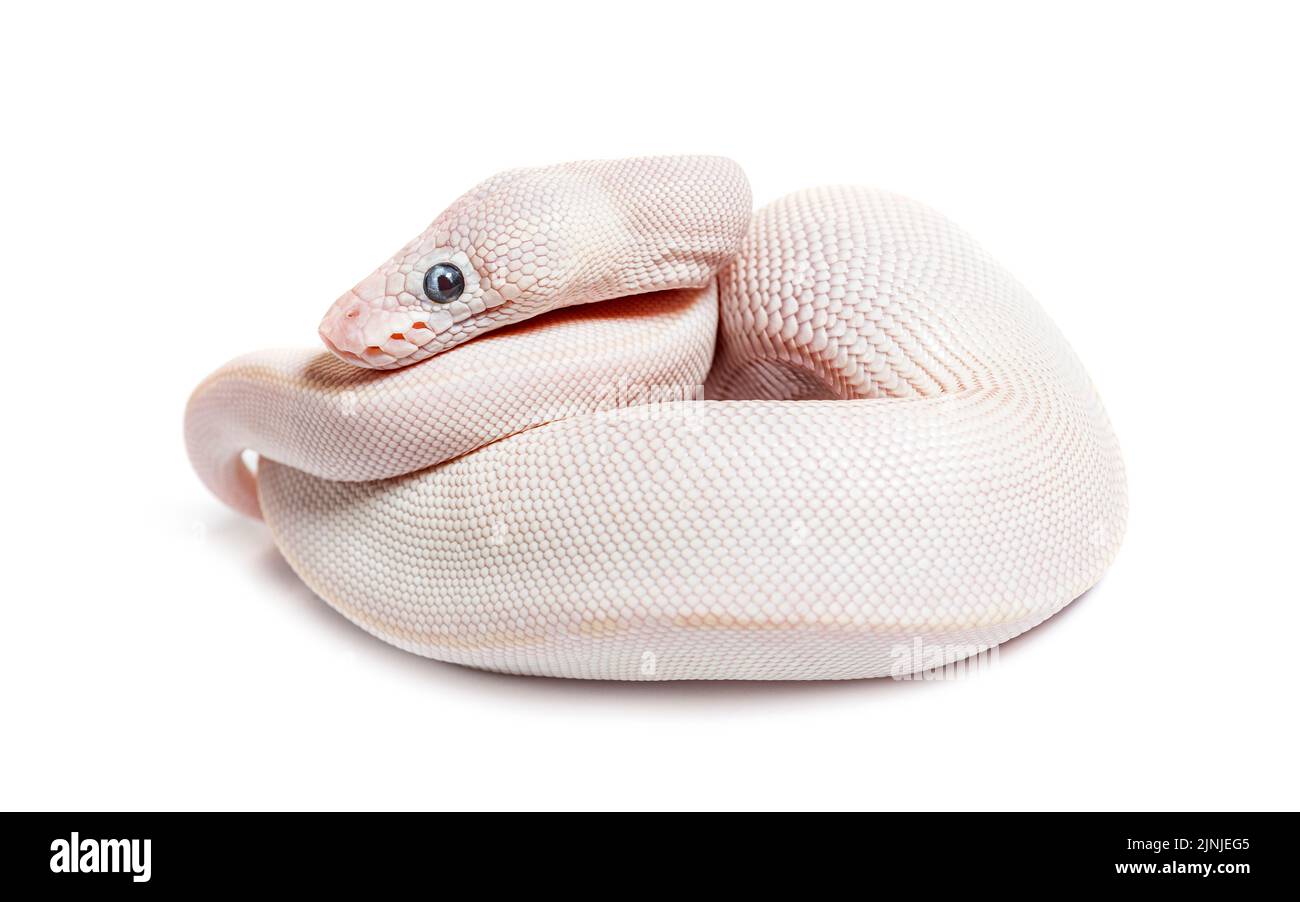 Blue Eyed leucistic Python Regius, isoliert auf Weiß Stockfoto