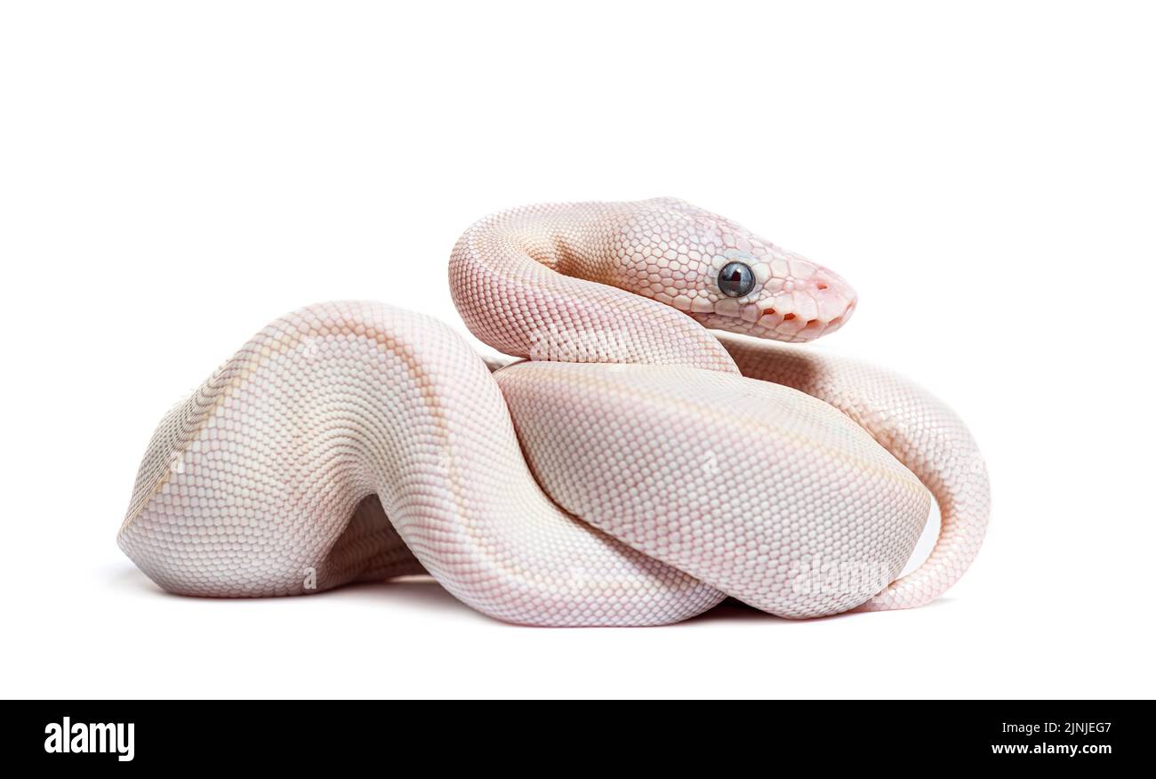 Blue Eyed leucistic Python Regius, isoliert auf Weiß Stockfoto