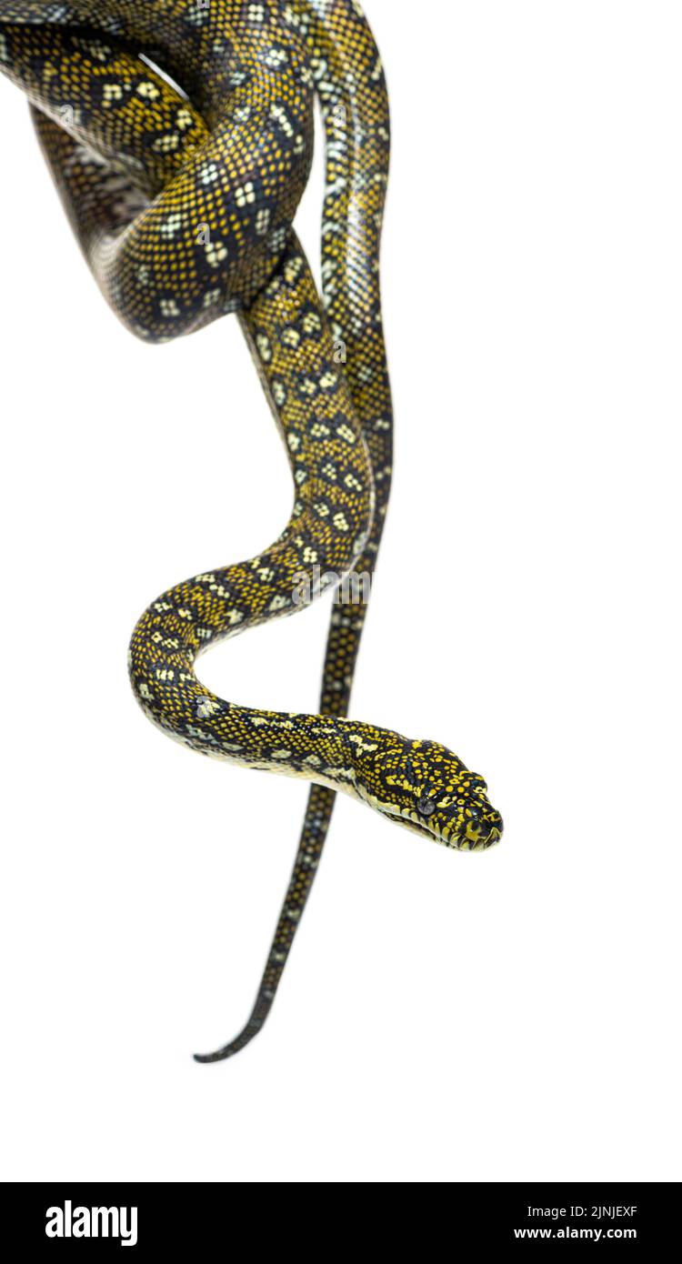 Diamantpython, Schlange hängt in der Luft, Morelia spilota spilota, isoliert auf Weiß Stockfoto