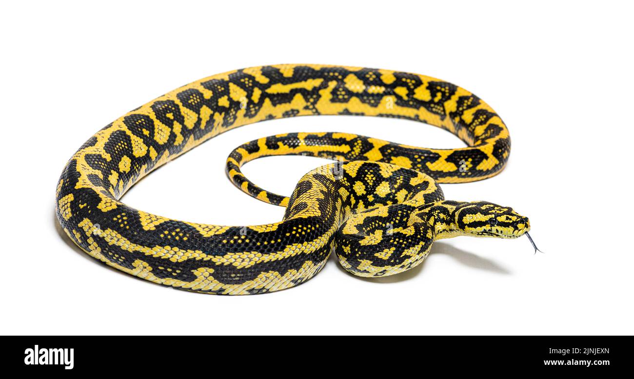 Jungle Teppich Python, Morelia spilota cheynei, schnüffelt mit der ...