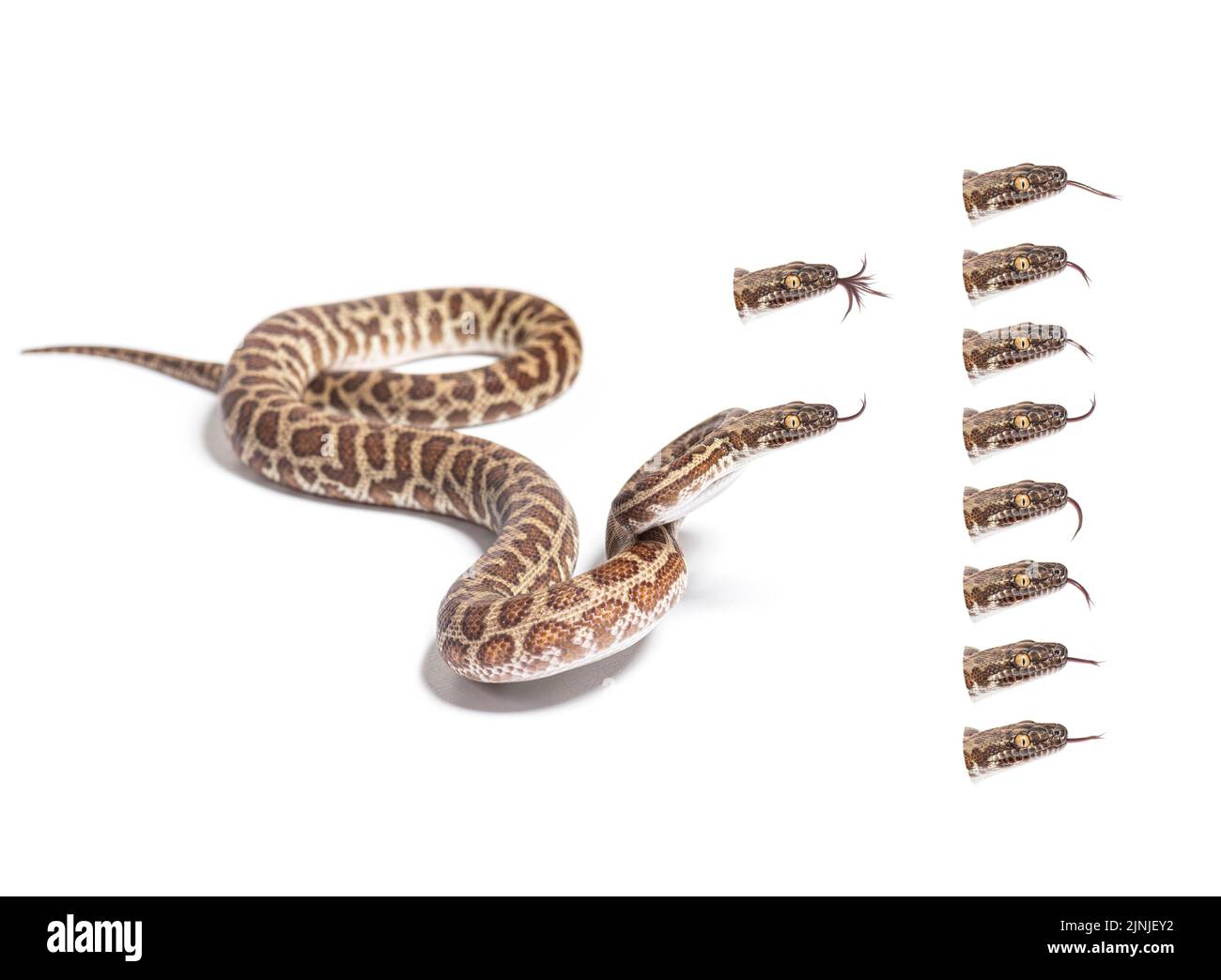 Viele Variationen von Kinderpython Zunge heraus, einfach, ein GIF zu machen, isoliert auf weiß Stockfoto