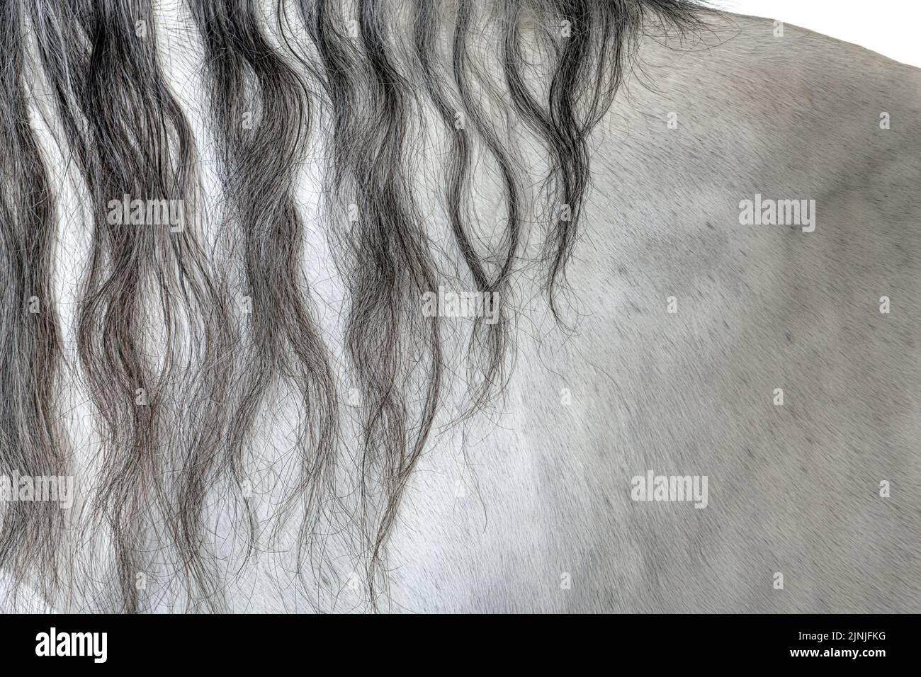 Nahaufnahme eines Pferdes von Lusitano und einer Mähne Stockfoto