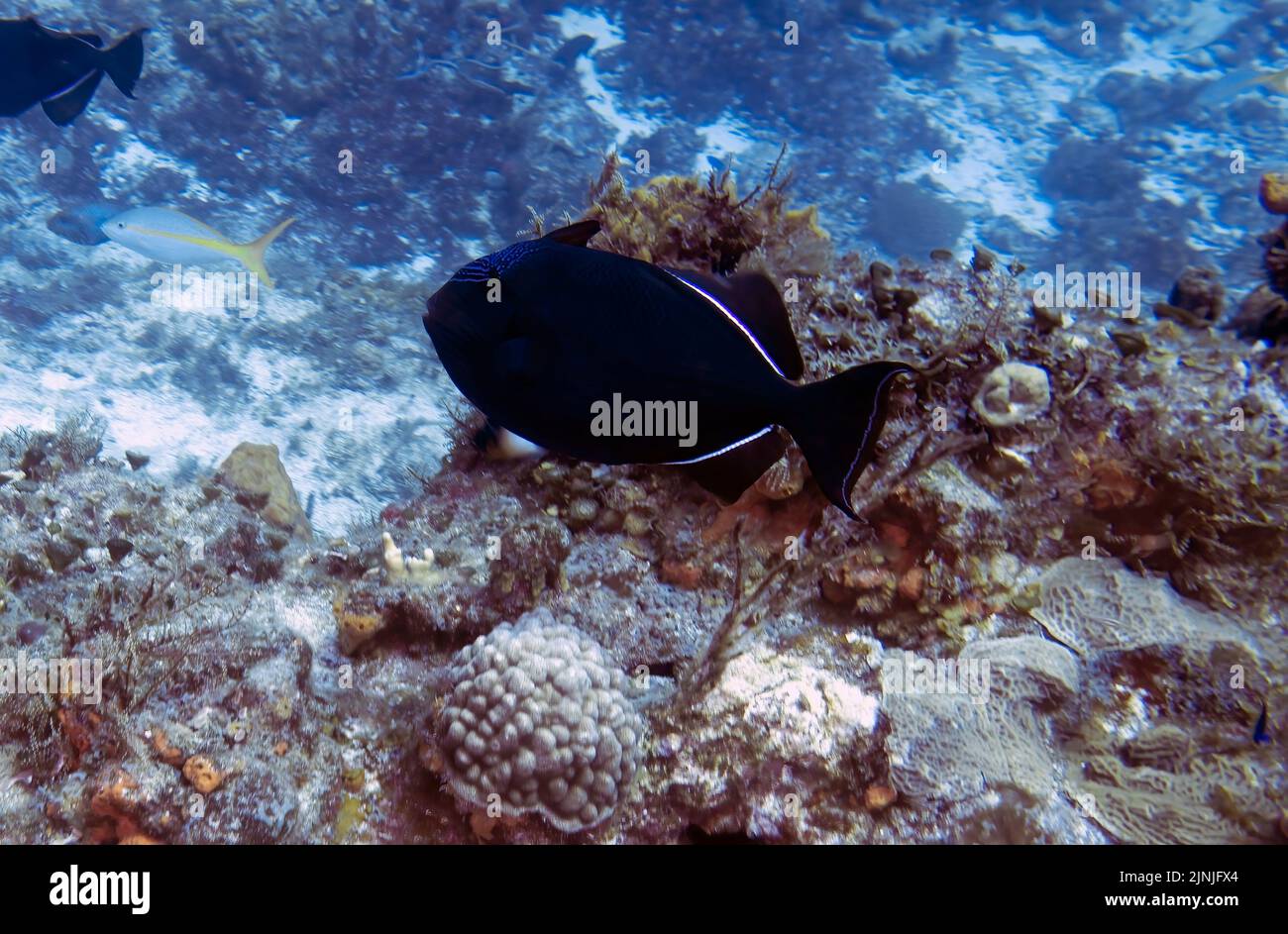 Ein Schwarzer Durgon (Melichthys niger) in Cozumel, Mexiko Stockfoto