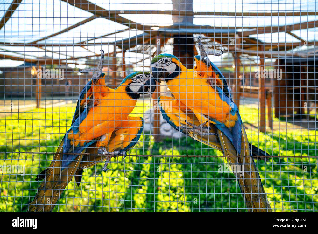 Zwei bunte Papageien im Käfig im Zoo. Stockfoto