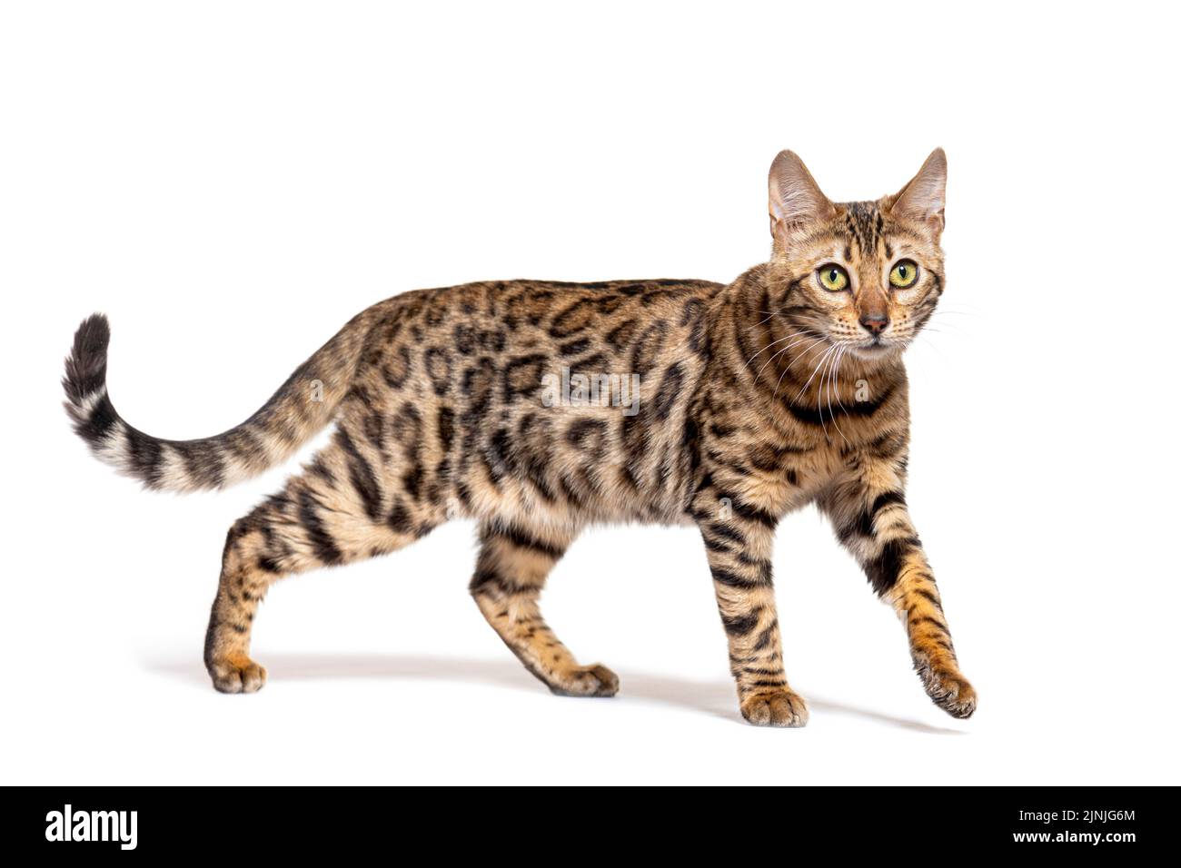 Braune bengalkatze, isoliert auf Weiß Stockfoto