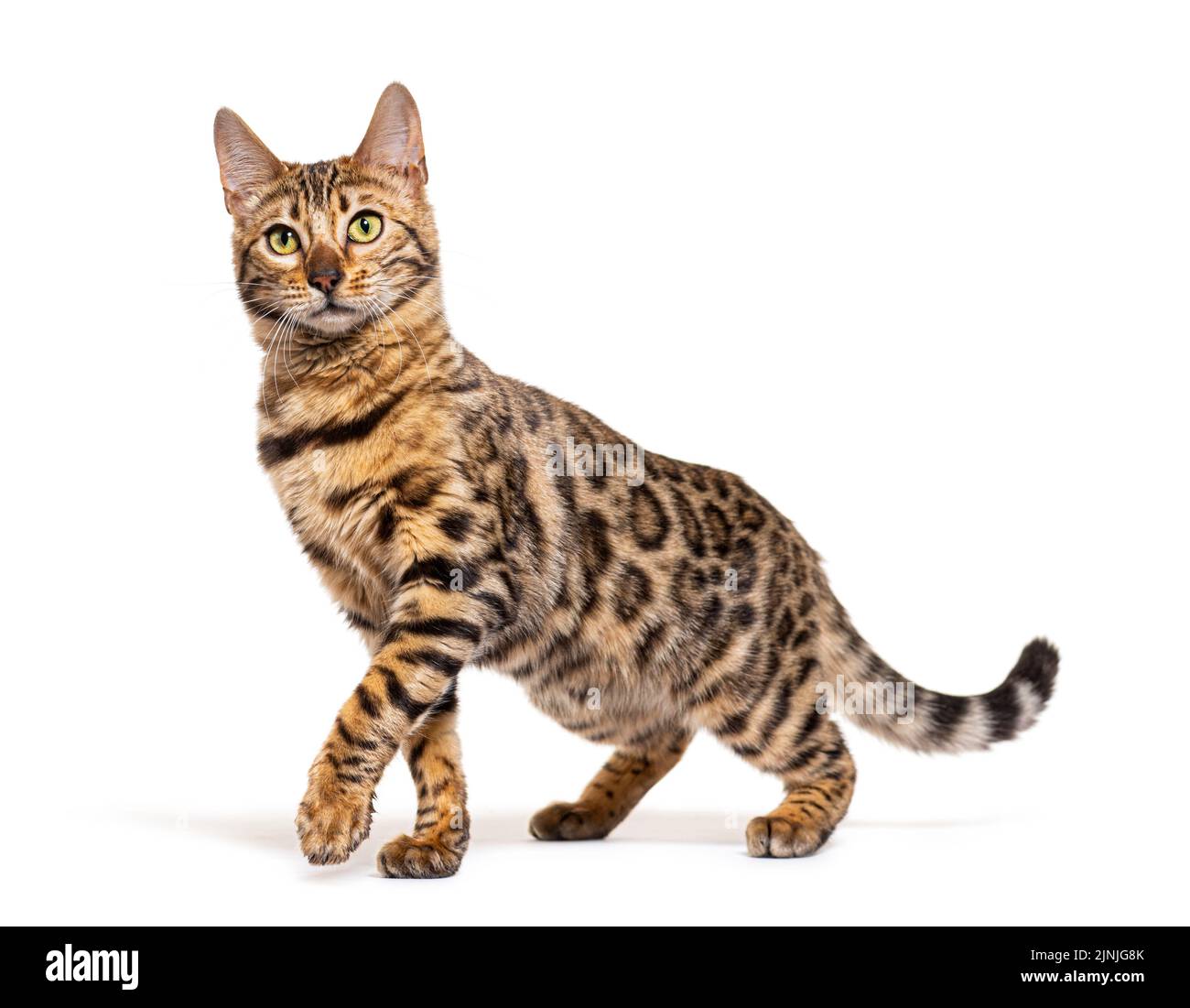 Bengalkatze markiert den Anschlag und schaut weg, isoliert auf Weiß Stockfoto
