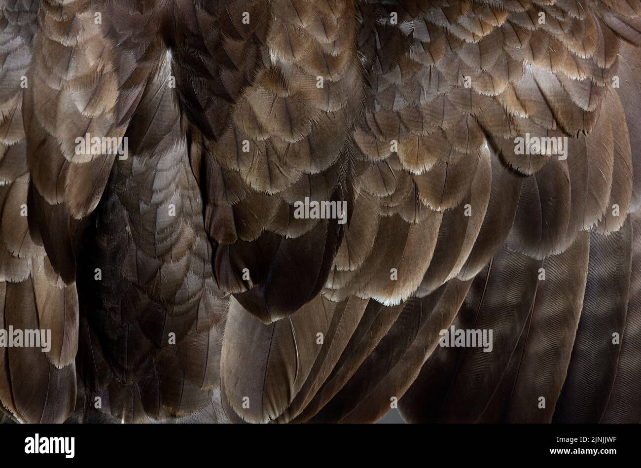 Feathers Detail, Makro des Bussardes, Buteo buteo Stockfoto