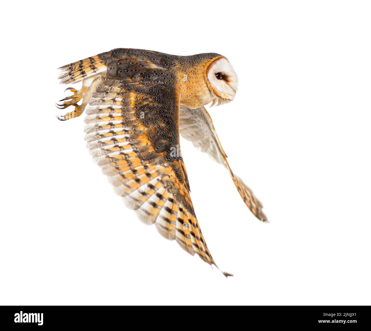 Seitenansicht einer Scheune Owl, nachtaktiver Greifvogel, ausgestreute Flugflügel, Tyto alba, isoliert auf der Weite Stockfoto
