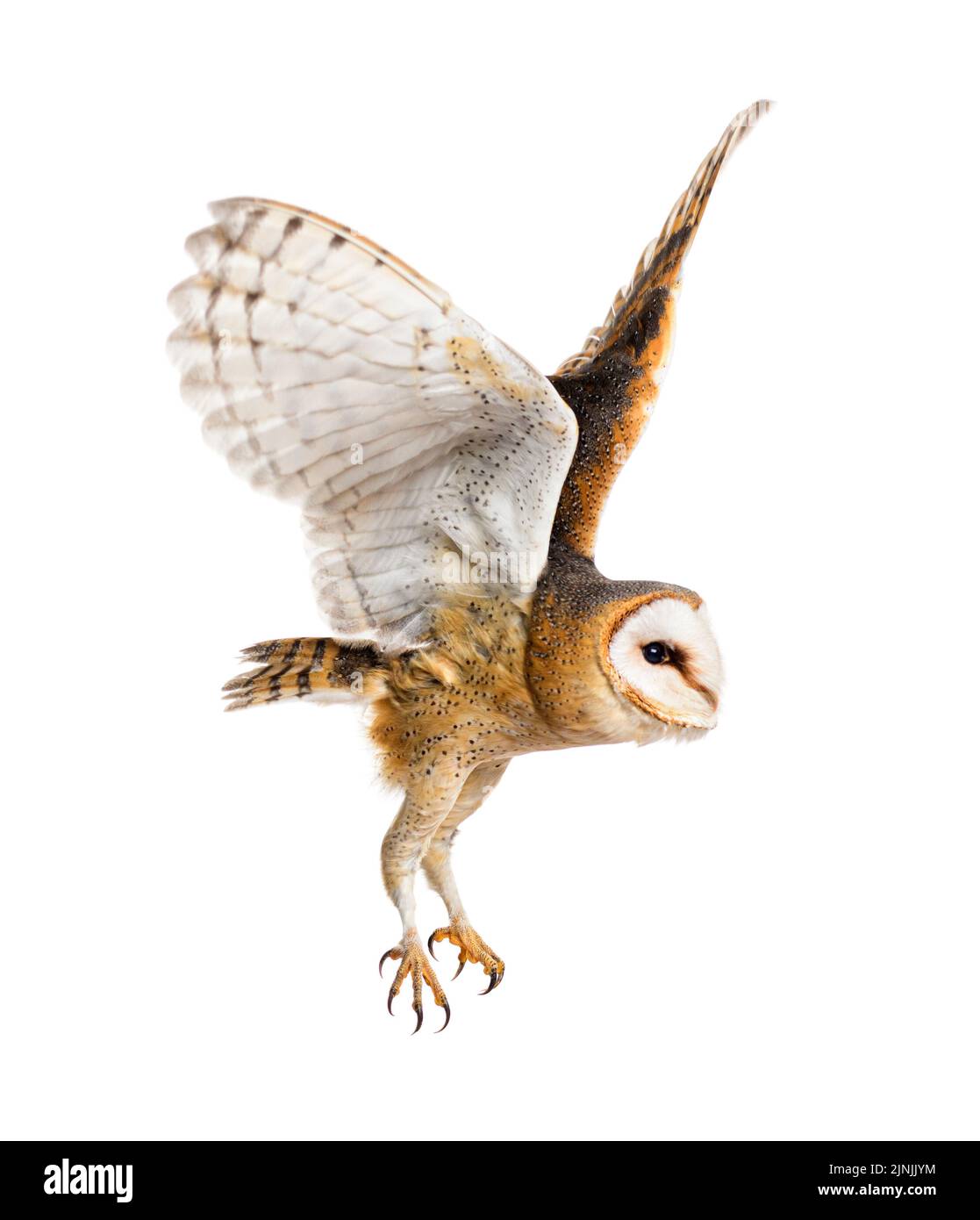 Seitenansicht einer Scheune Owl, nachtaktiver Greifvogel, ausgestreute Flugflügel, Tyto alba, isoliert auf der Weite Stockfoto