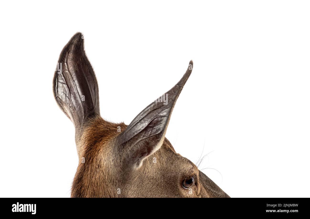 Ohren, die auf eine Hirschkuh geschossen wurden, Rothirsche, isoliert auf Weiß Stockfoto