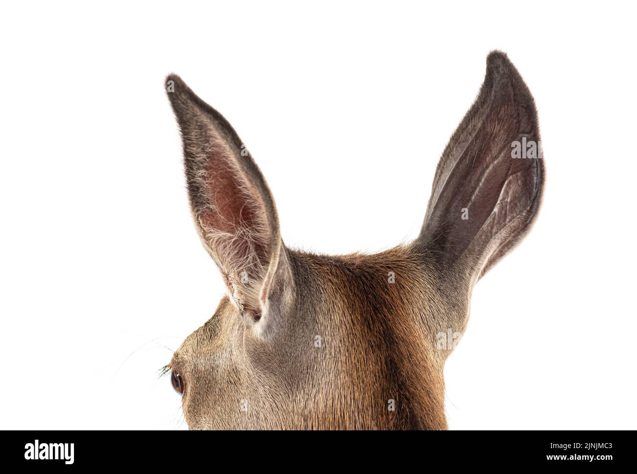 Kopfschuss auf eine Rehe, Detail auf den Ohren, Weibliche Rothirsche, isoliert auf Weiß Stockfoto