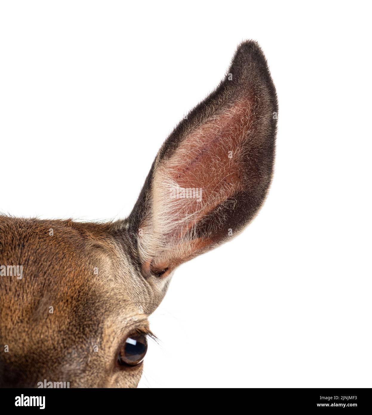 Nahaufnahme auf einem großen Hirschohr auf dem Aussichtspunkt, Weibliche Rothirsche, isoliert auf Weiß Stockfoto