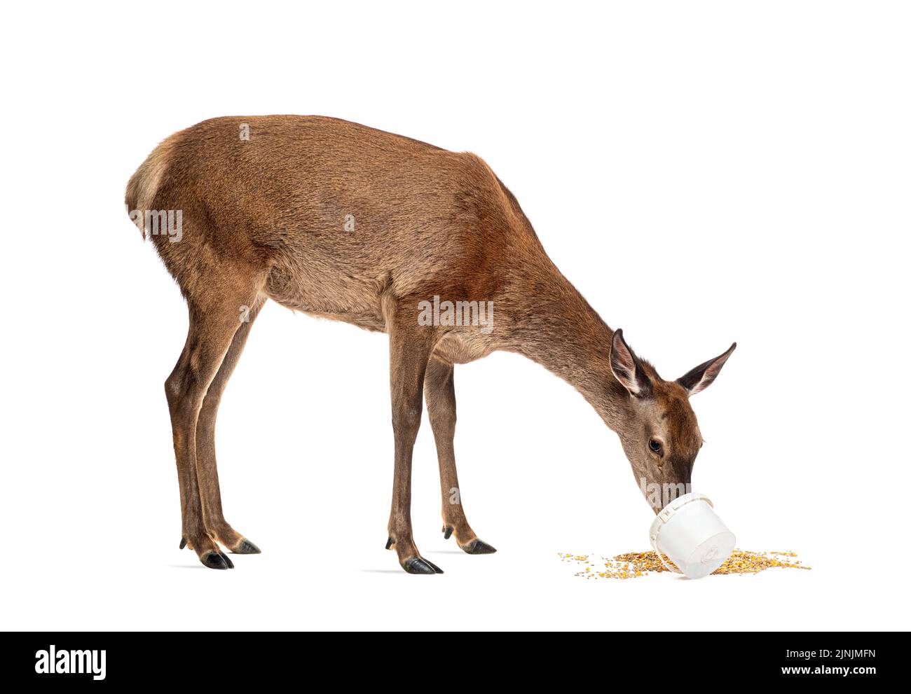 Doe isst in einem weißen Eimer, Rothirsche vor einem weißen Hintergrund Stockfoto