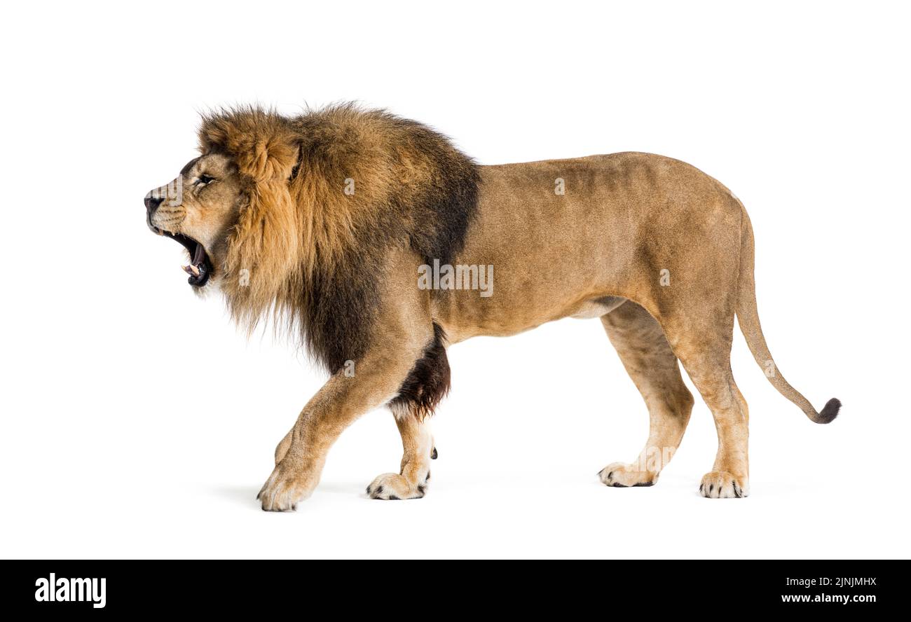 Walking Lion, brüllend und zeigt aggressiv seine Reißzähne, Panthera leo, isoliert auf Weiß Stockfoto