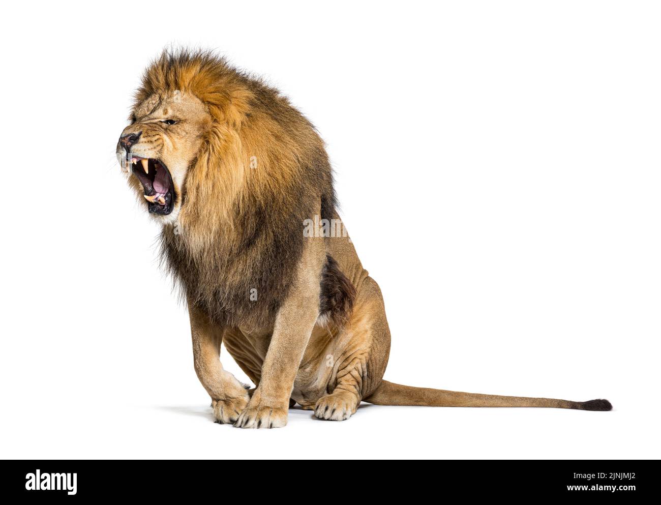 Sitzender Löwe, brüllend und aggressiv seine Reißzähne zeigend, Panthera leo, isoliert auf Weiß Stockfoto