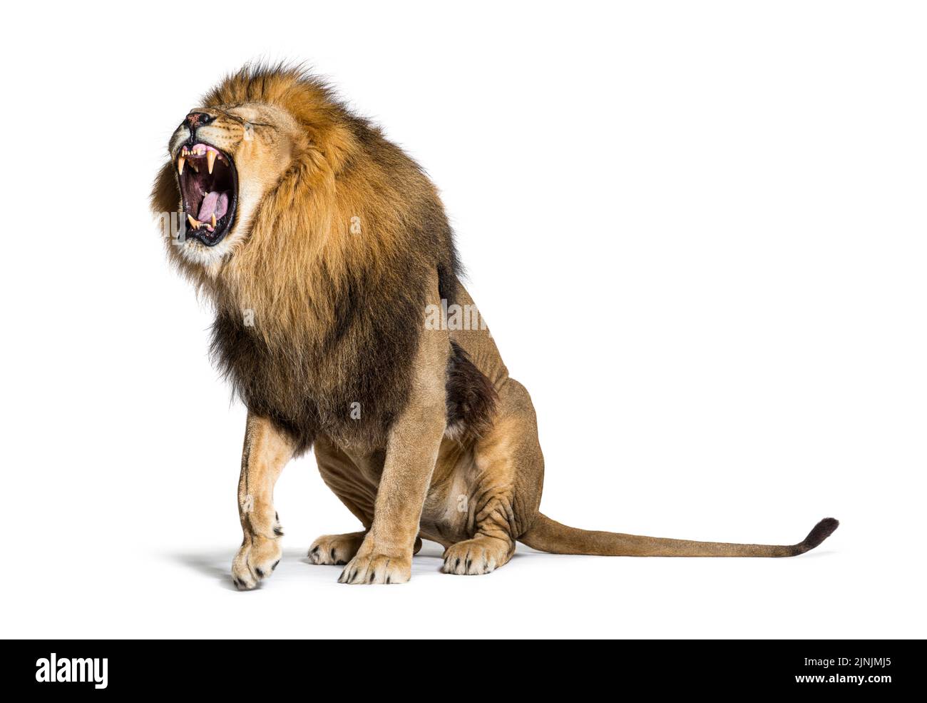 Sitzender Löwe, brüllend und aggressiv mit seinen Zähnen, Panthera leo, isoliert auf Weiß Stockfoto