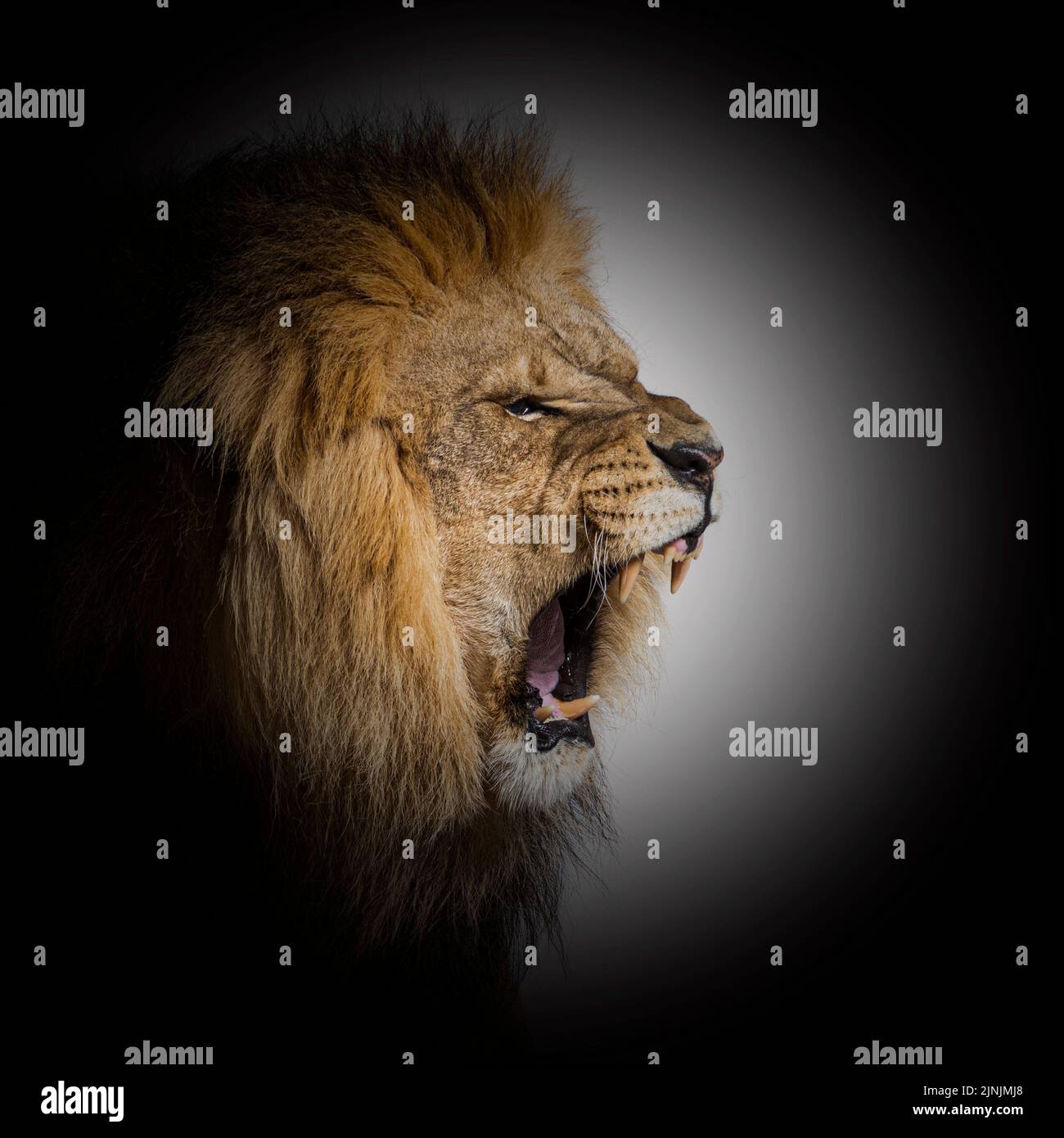 Männlicher erwachsener Löwe brüllt und zeigt seine Eckzähne aggressiv in einem schwarzen Kreis Stockfoto
