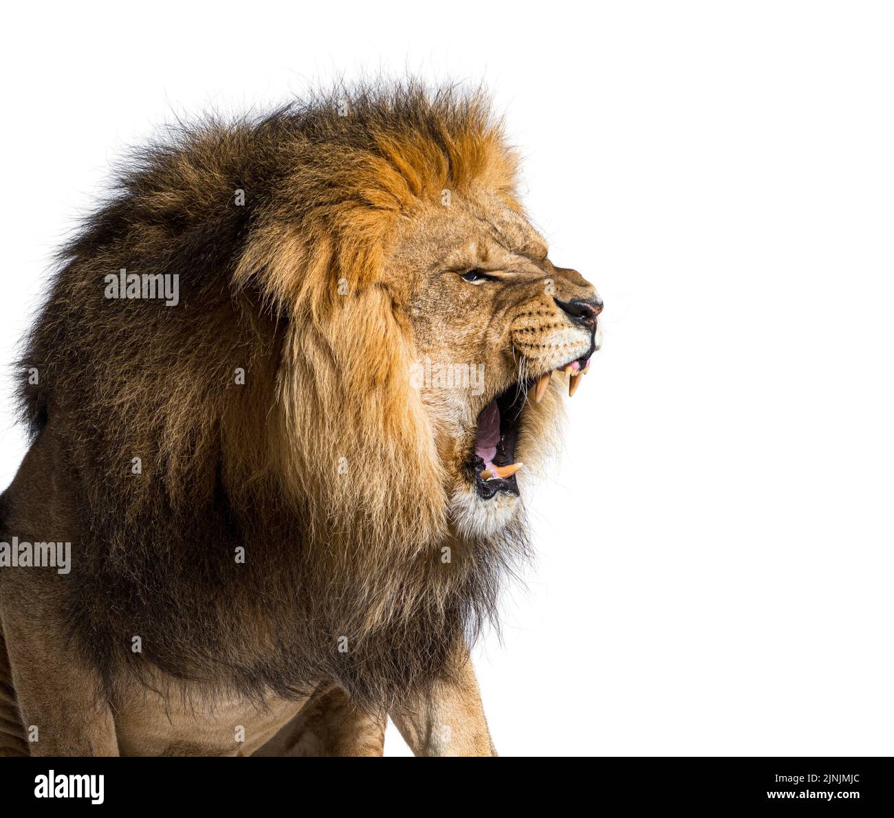 Männlicher erwachsener Löwe brüllt und zeigt aggressiv seine Eckzähne, Panthera leo, isoliert auf Weiß Stockfoto